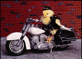 Biker Chic