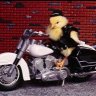 Biker Chic